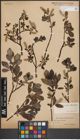 Foto von Salix glauca L. x Salix nigricans Sm. x Salix phylicifolia L.